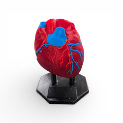 Model Anatomic Inimă – Print 3D Detaliat