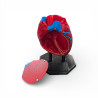 Model Anatomic Inimă – Print 3D Detaliat