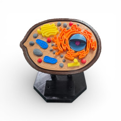Model Celulă Animală – Print 3D Colorat cu Suport