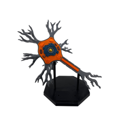 Model Neuron 3D – Structură Celulă Nervoasă cu Suport